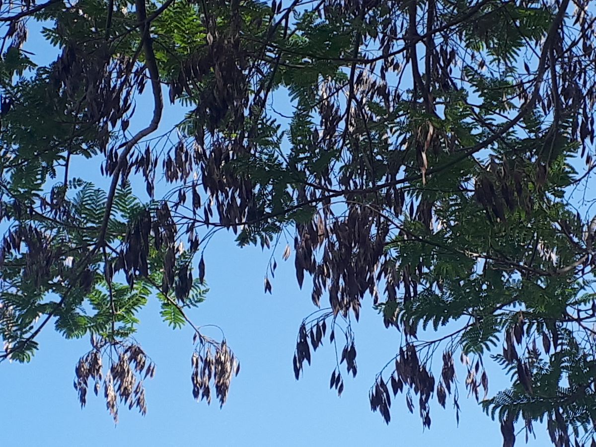 detail photo Peltophorum africanum seed source, Holon