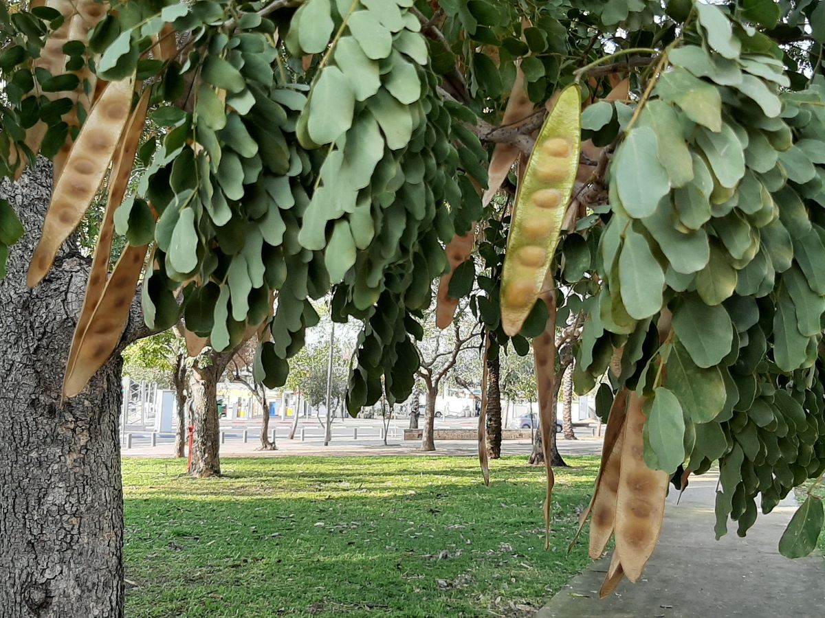 detail photo Albizia lebbeck example not good source, Tel Aviv-Yafo