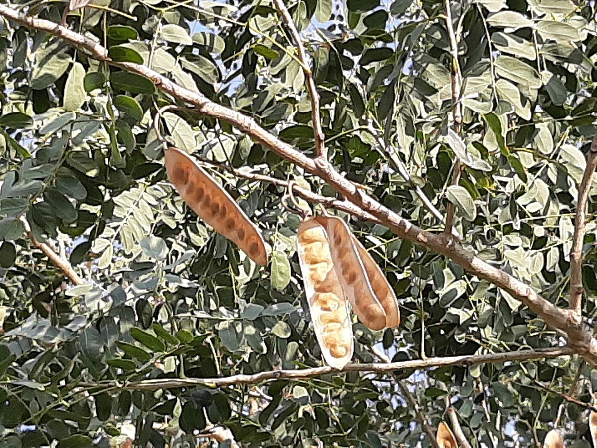 detail photo Healthy Albizia lebbeck Source, Tel Aviv-Yafo