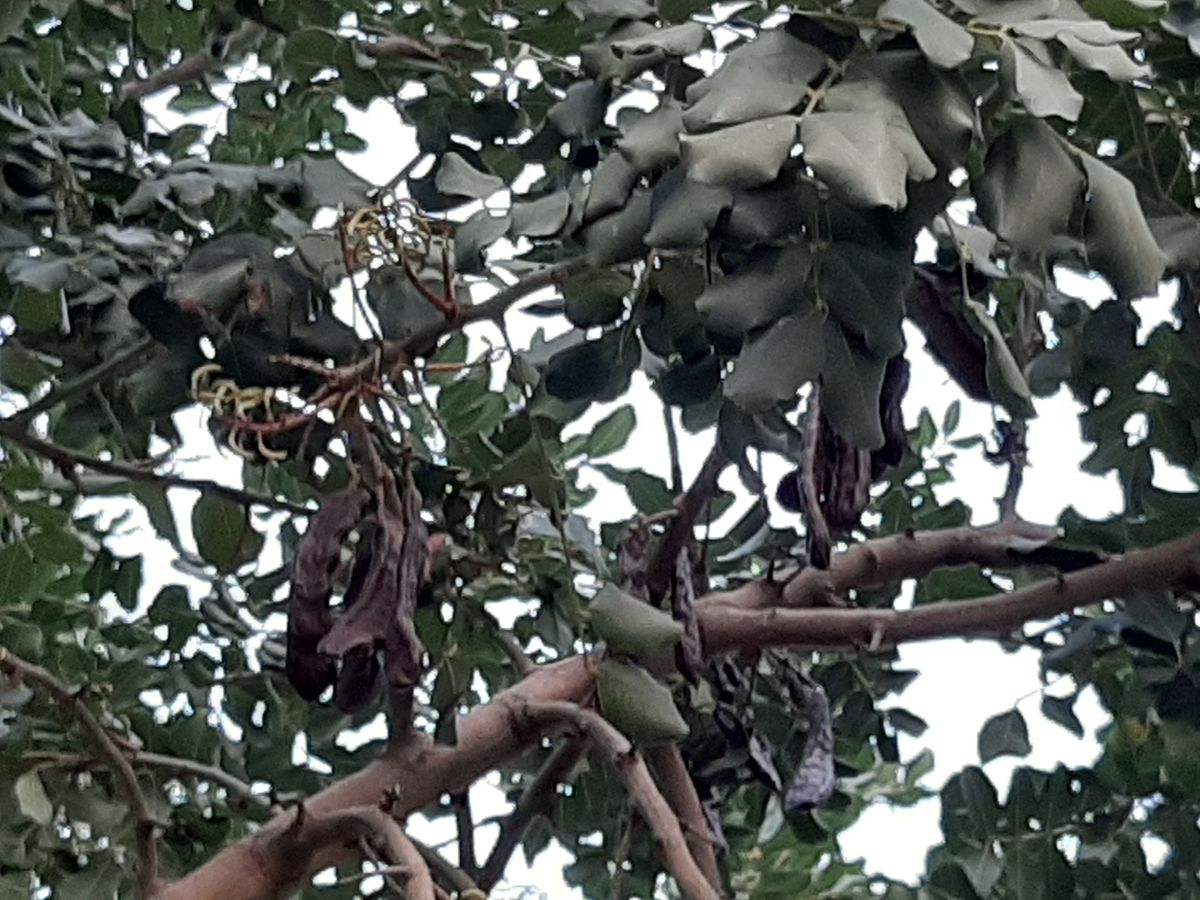detail photo Carob mother tree with ID-label 0180, Tel Aviv-Yafo