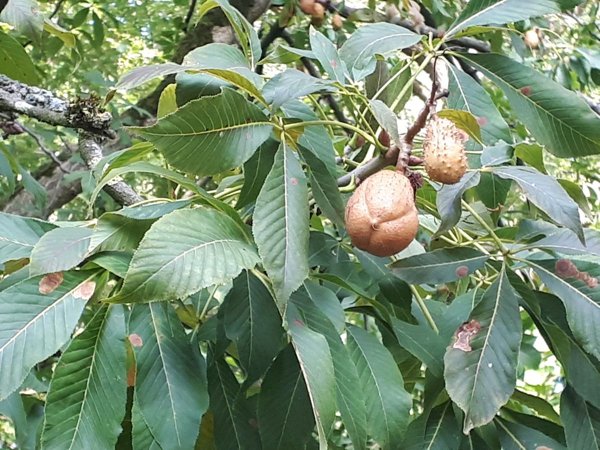 detail photo Aesculus glabra seed source, Haren