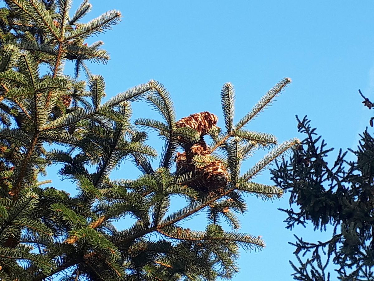 detail photo Lijiang spruce from Belmonte, NL, Wageningen