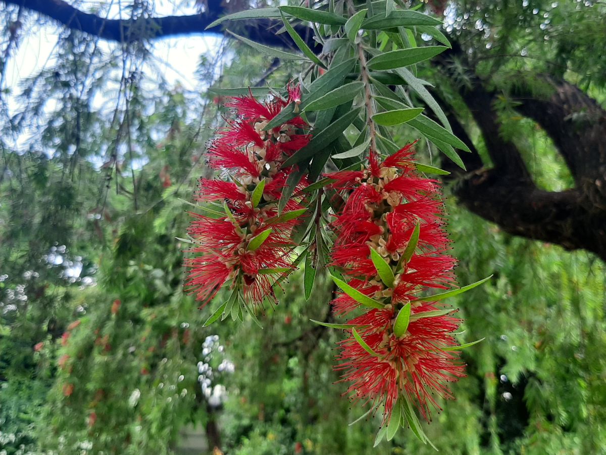 detail photo Weeping Callistemon seed source, Saigon