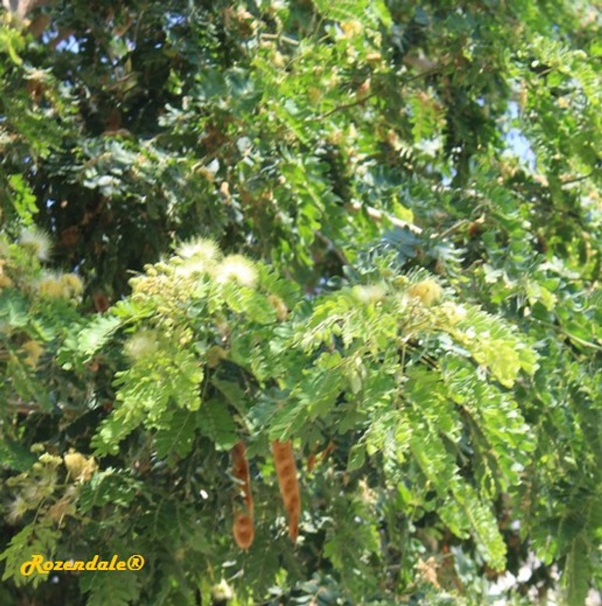 detail photo Albizia lebbeck tree, 