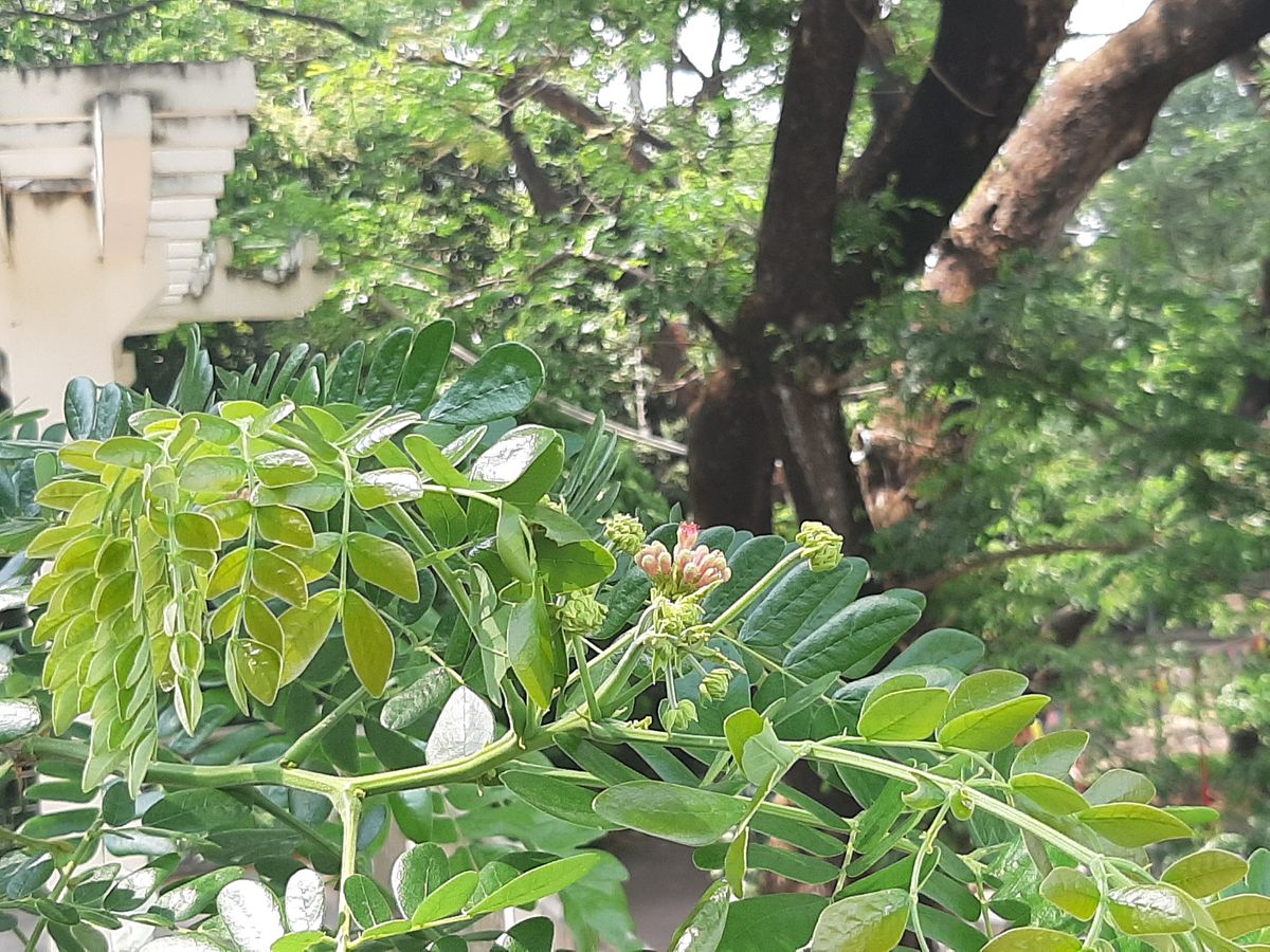 detail photo Albizia saman test source, Saigon, Ho Chi Minh City, Vietnam