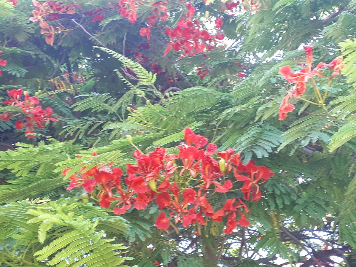 detail photo Delonix regia israeli, Holon