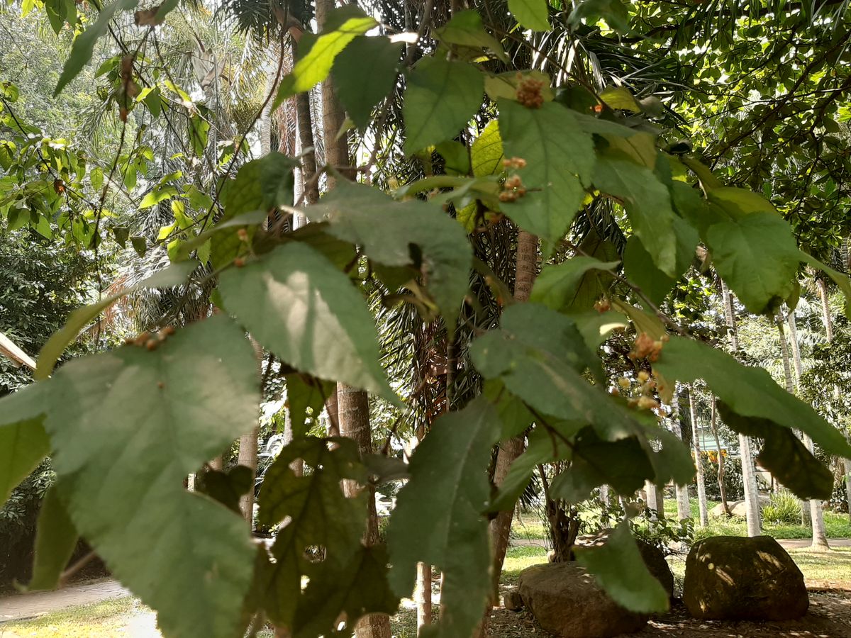 detail photo Guazuma ulmifolia source, Saigon