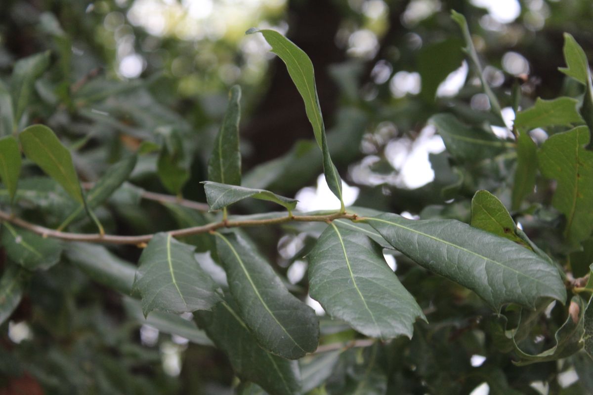 detail photo Quercus virginiana source, Fort Worth