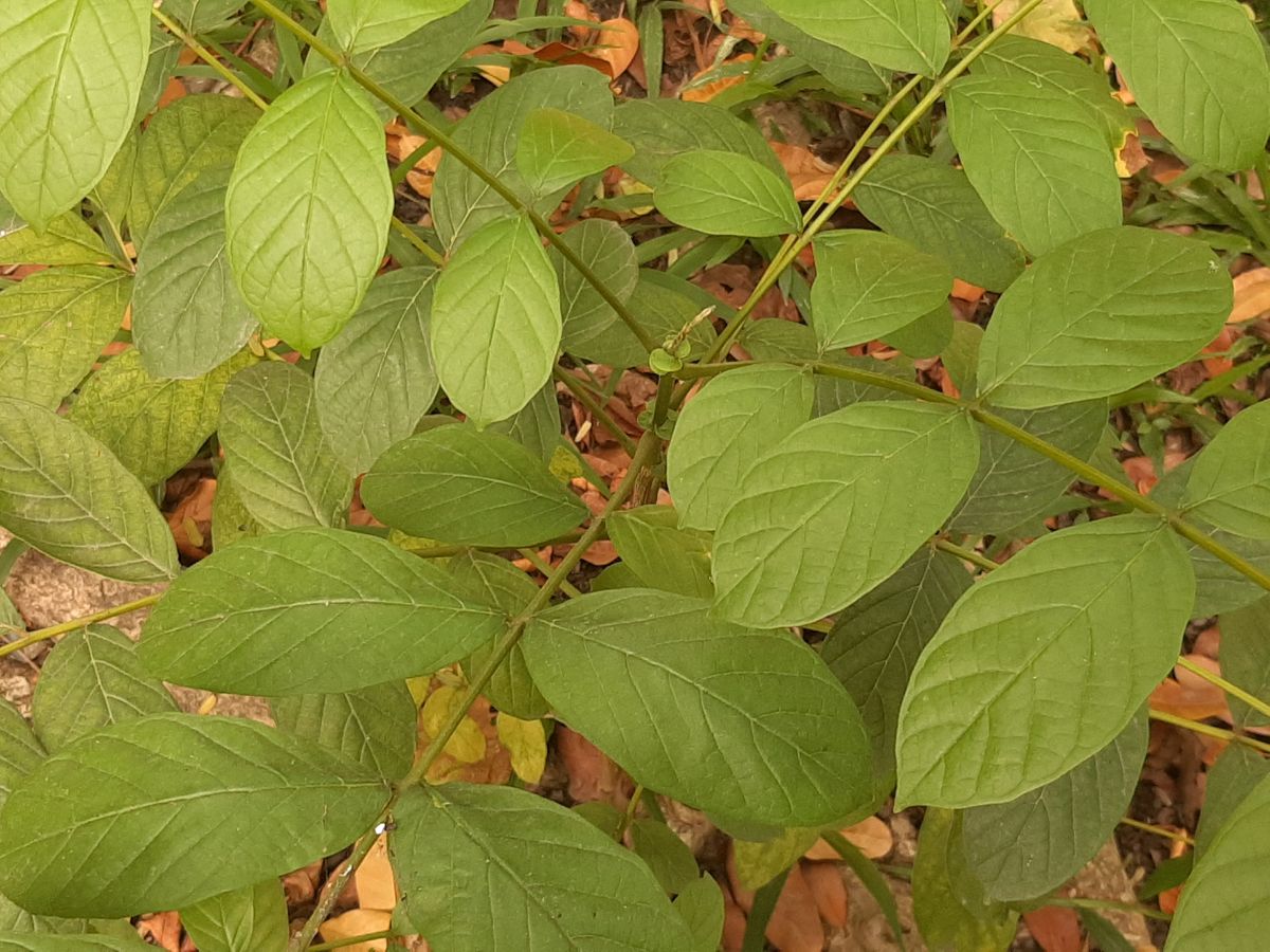 detail photo Spathodea in Botanical garden, Saigon