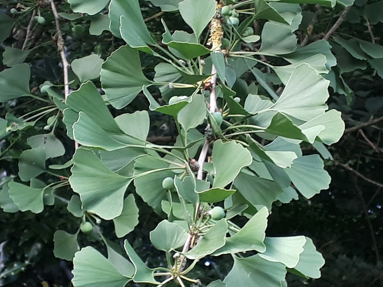 Detail image, , Sneek, Netherlands, 2018-06-16, Ginkgo biloba - Maidenhair tree