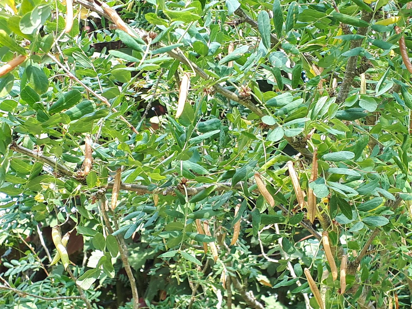 Detail image, , Sneek, Netherlands, 2018-07-09, Caragana arborescens - Siberian pea