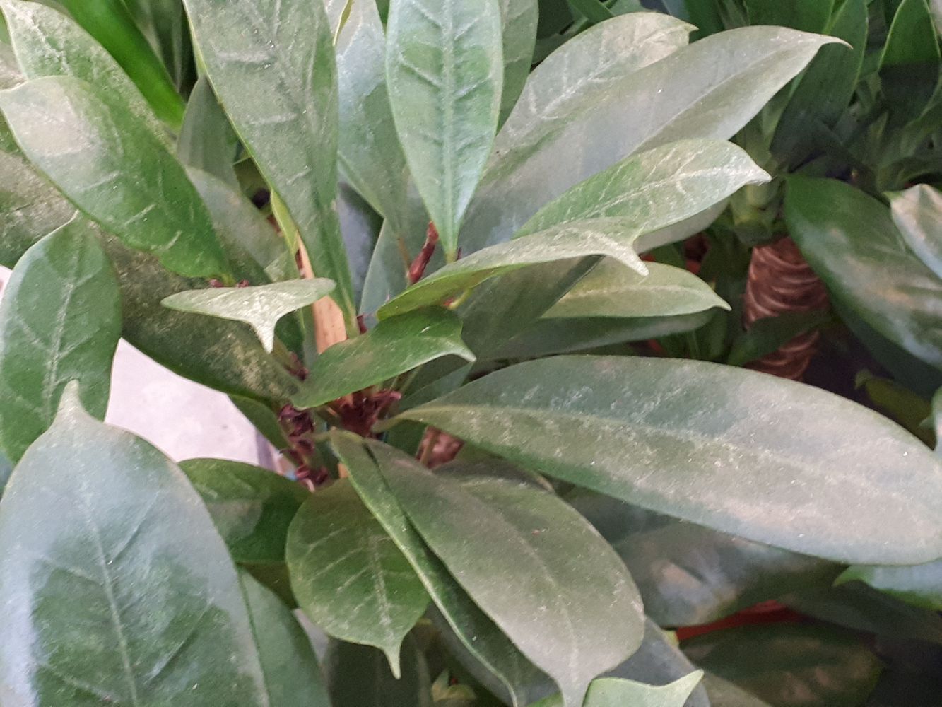 Detail image, , Sneek, Netherlands, 2018-07-13, Ficus cyathistipula - African fig