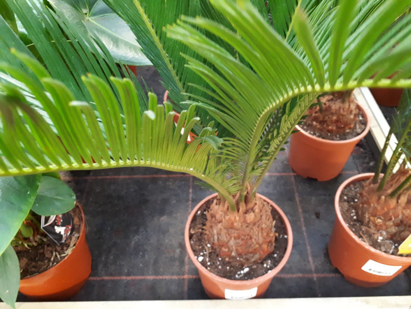 Detail image, , Sneek, Netherlands, 2018-07-13, Cycas revoluta - Sago cycad