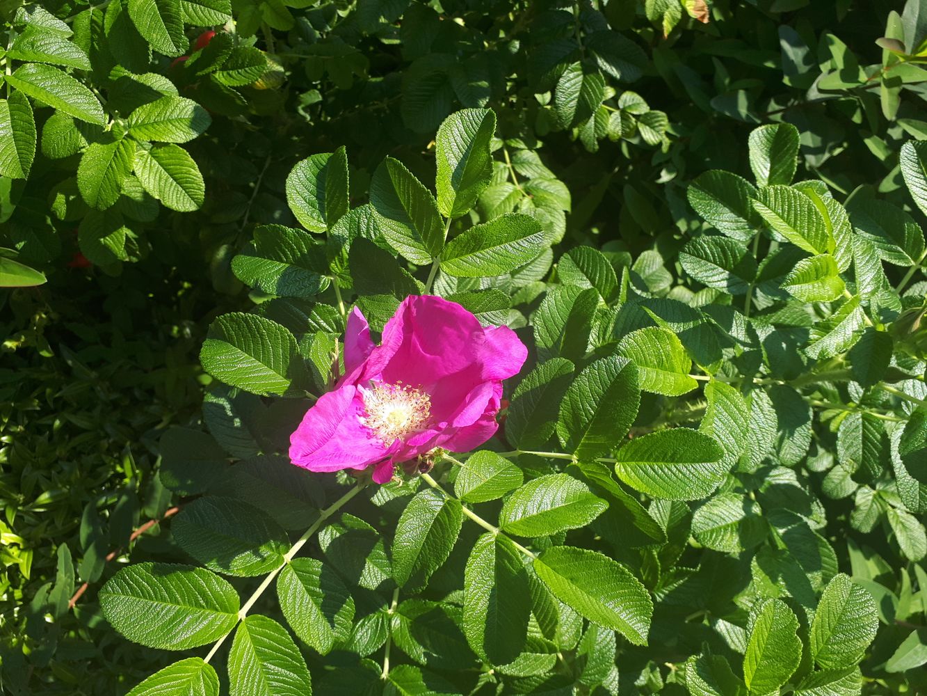 Detail image, , Haren, Netherlands, 2018-09-01, Rosa rugosa - Beach rose