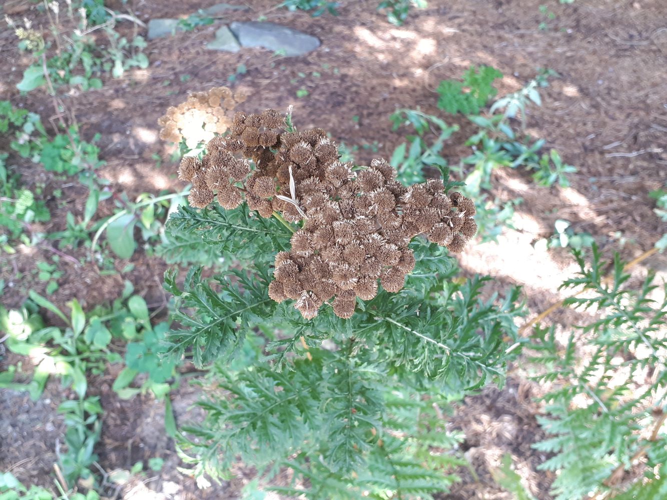 Detail image, , Haren, Netherlands, 2018-09-01, Artemisia annua - Sweet wormwood