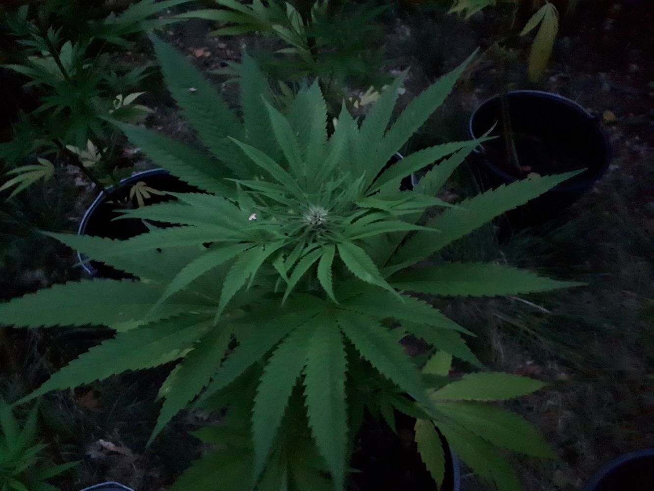 Detail image, , Rijs, Netherlands, 2018-09-17, Cannabis sativa - Weed plant