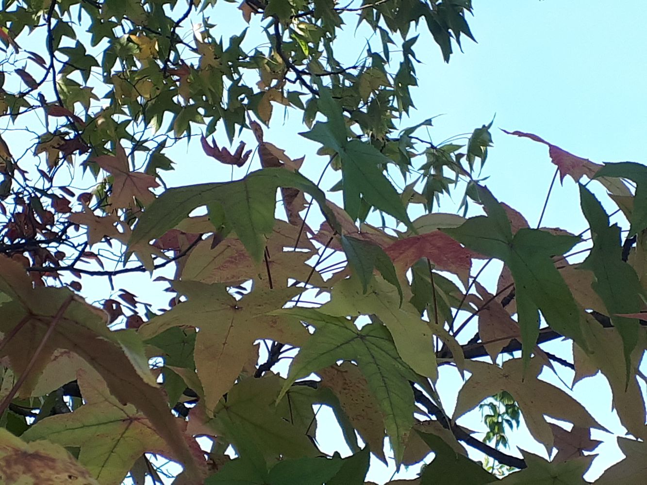 Detail image, , Utrecht, Netherlands, 2018-10-12, Liquidambar styraciflua - American sweetgum