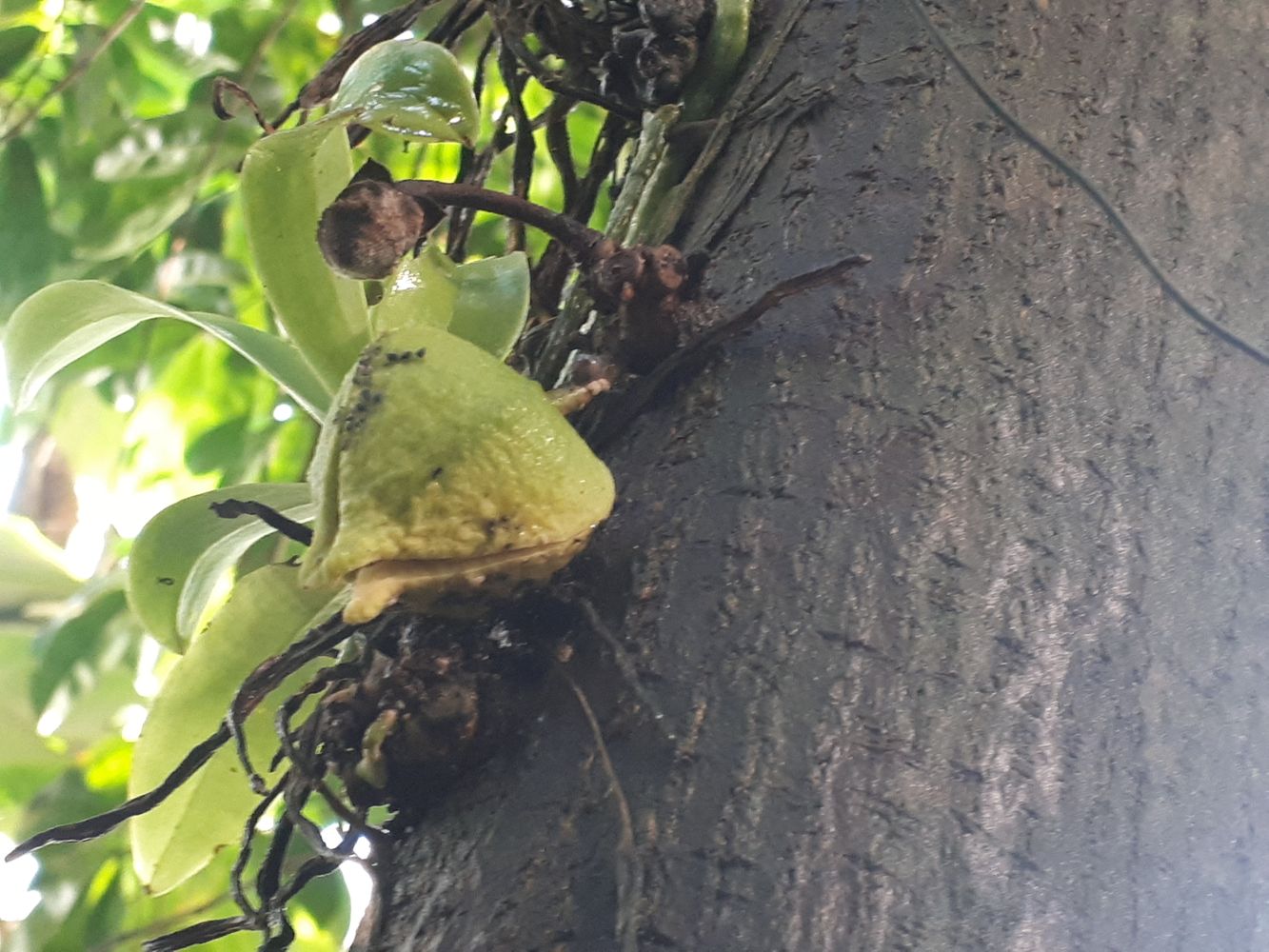Detail image, , Utrecht, Netherlands, 2018-10-12, Annona muricata - Soursop