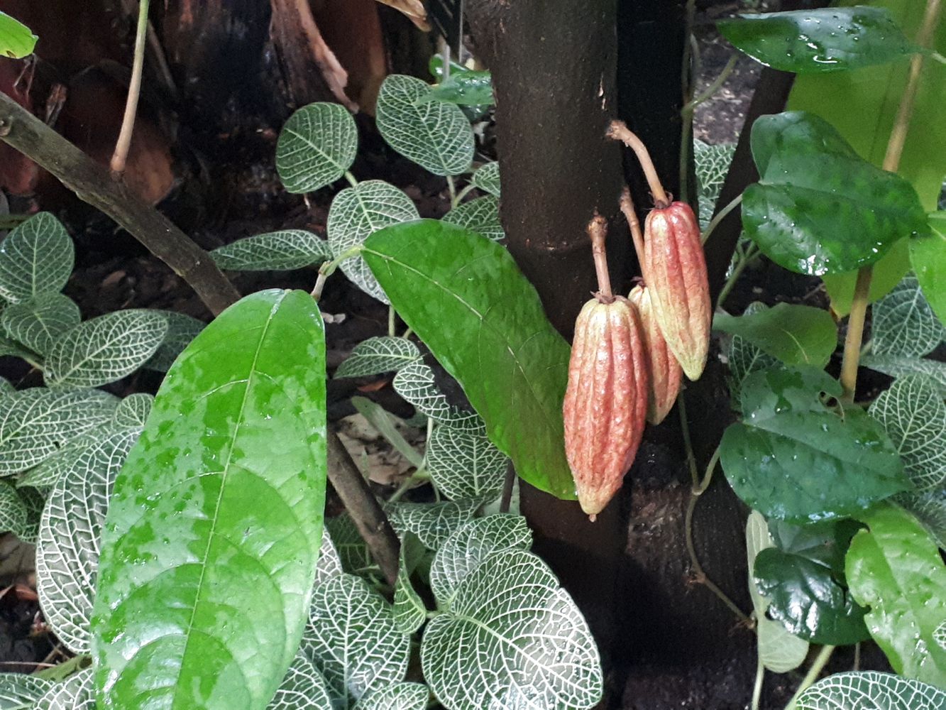 Detail image, , Utrecht, Netherlands, 2018-10-12, Theobroma cocoa - Cocoa tree