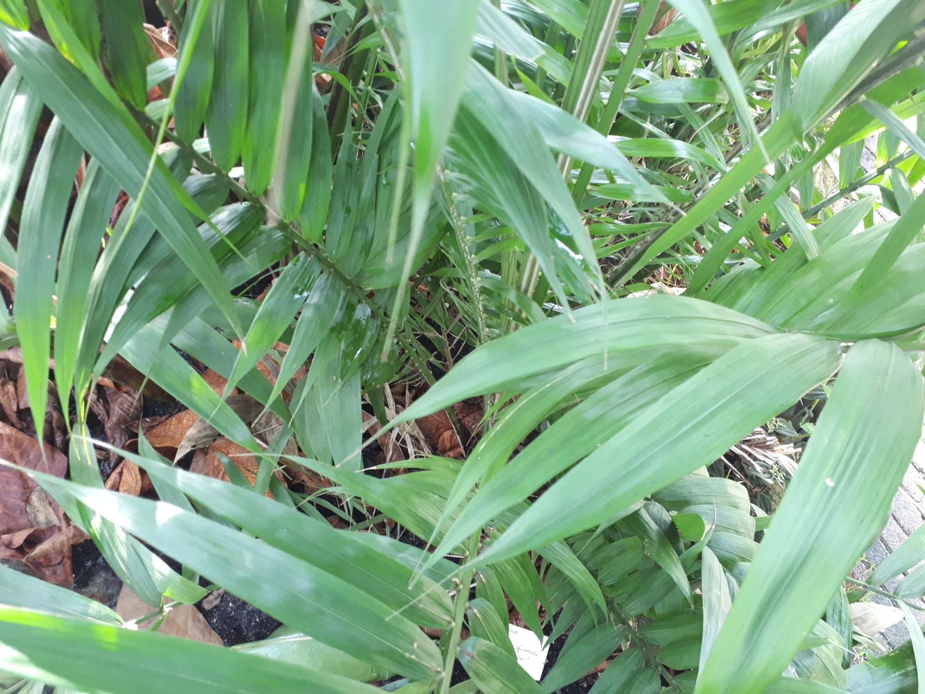 Detail image, , Utrecht, Netherlands, 2018-10-12, Elaeis guineensis - Oil Palm