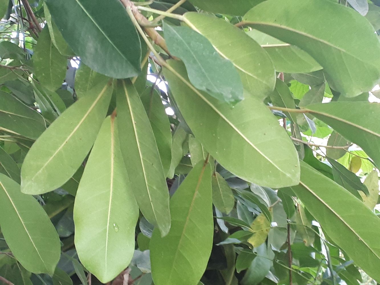 Detail image, , Utrecht, Netherlands, 2018-10-12, Ficus thonningii - Bark cloth fig