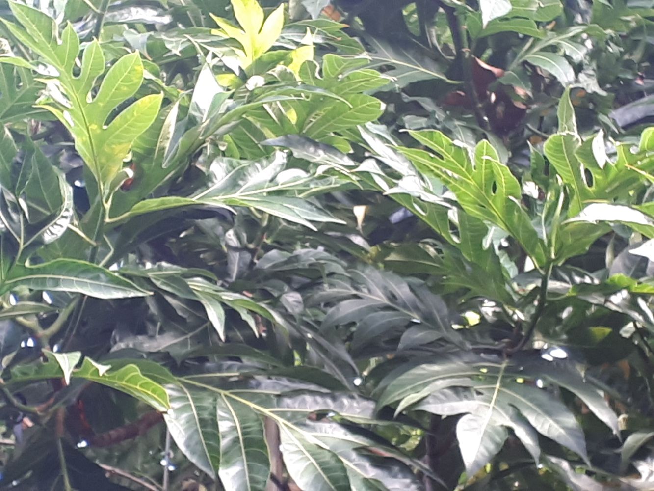 Detail image, , Utrecht, Netherlands, 2018-10-12, Artocarpus altilis - Breadfruit