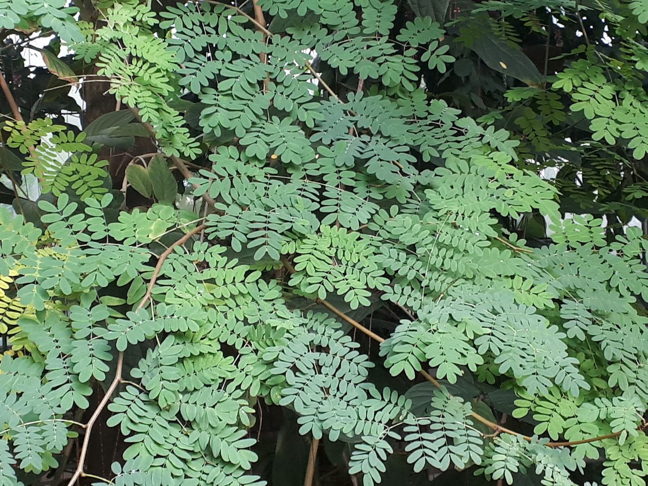 Detail image, Test Name, Utrecht, Netherlands, 2018-10-11, Caesalpinia ferrea - Leopard tree