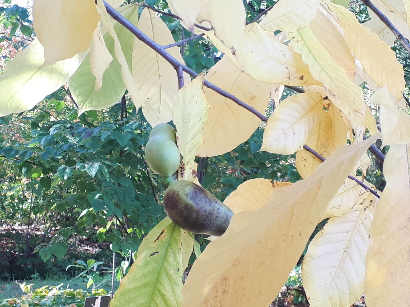 Detail image, , Utrecht, Netherlands, 2018-10-12, Asimina triloba - Kentucky pawpaw