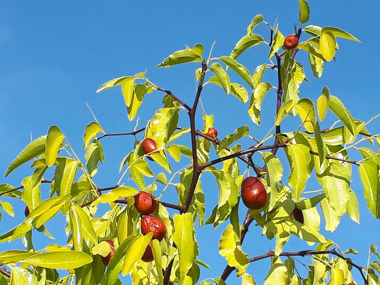 Detail image, , Utrecht, Netherlands, 2018-10-12, Ziziphus jujuba - Jujube
