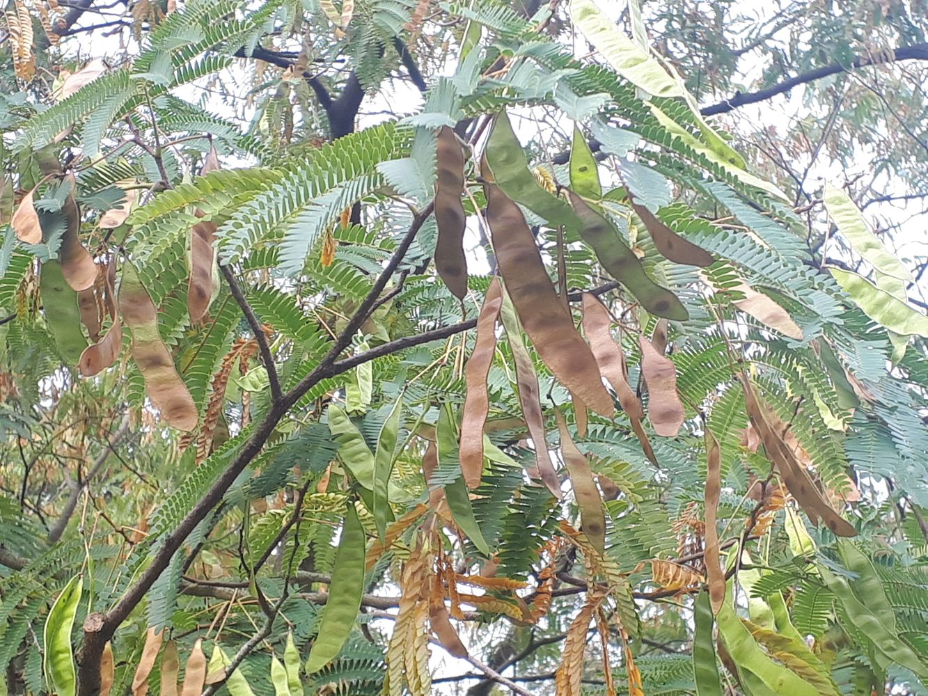 Detail image, , Wageningen, Netherlands, 2018-10-19, Albizia julibrissin - Pink silk tree