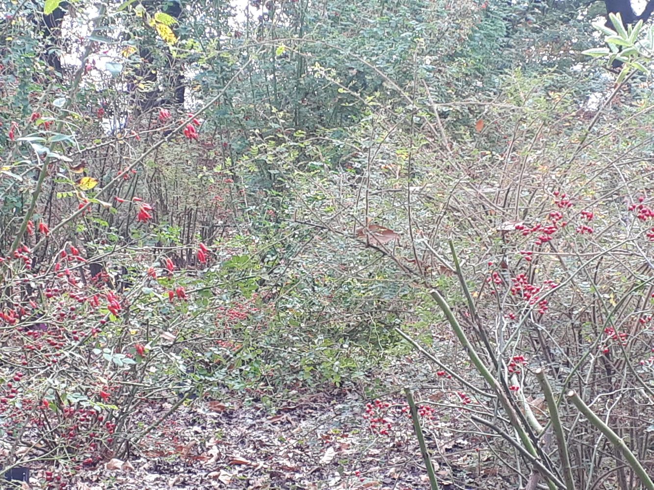 Detail image, , Wageningen, Netherlands, 2018-10-20, Rosa corymbifera - Pale rose