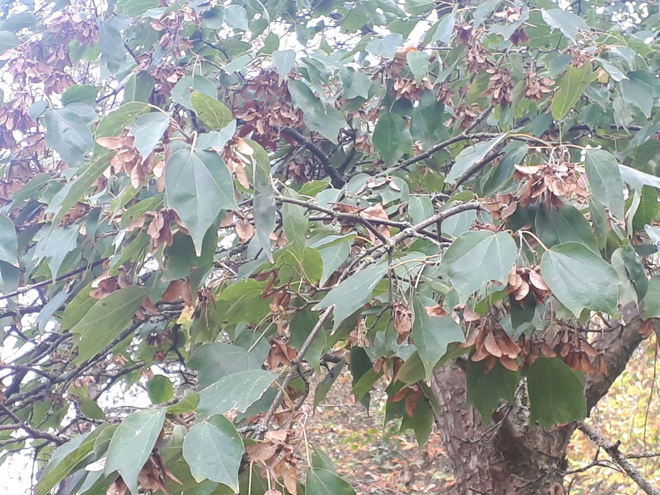 Detail image, , Wageningen, Netherlands, 2018-10-20, Acer buergerianum - Trident maple