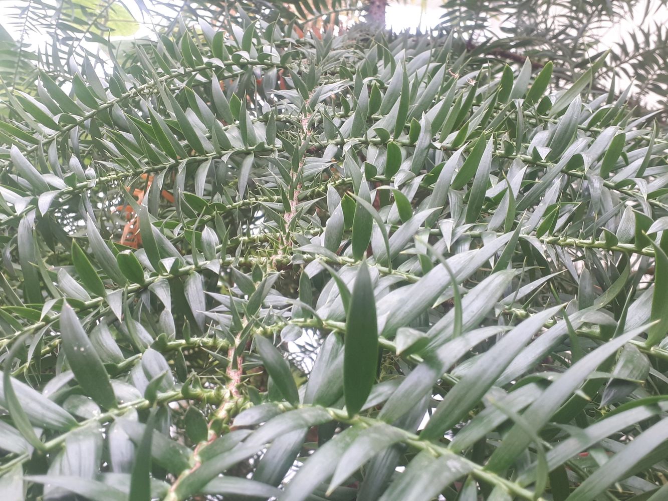Detail image, , Delft, Netherlands, 2019-03-08, Araucaria bidwillii - Bunya pine