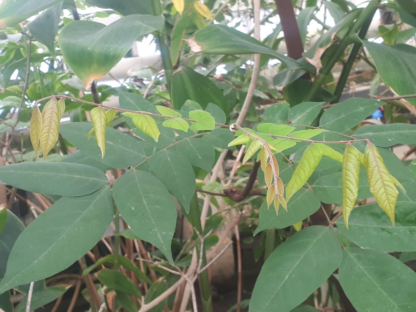 Detail image, , Delft, Netherlands, 2019-03-08, Averrhoa bilimbi - Bilimbi