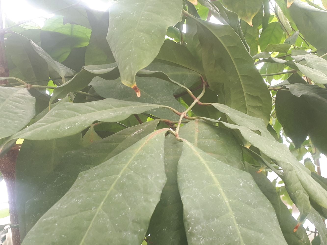 Detail image, , Delft, Netherlands, 2019-03-08, Gnetum gnemon - Kampong tree