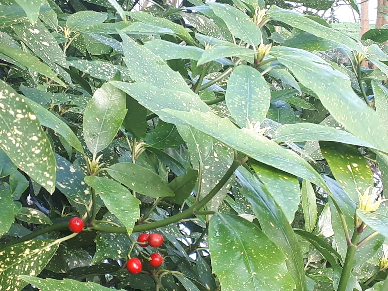 Detail image, , Almere, Netherlands, 2019-03-10, Aucuba japonica - Japanese laurel