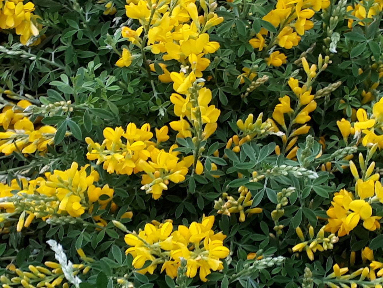 Detail image, , , , 2019-03-21, Genista x spachiana - Genista