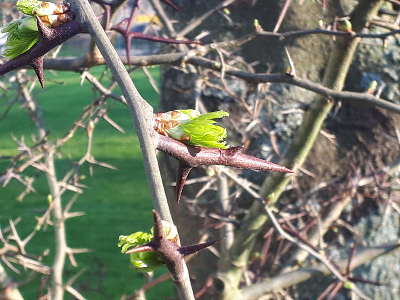 Detail image, , Wageningen, Netherlands, 2019-03-29, Gleditsia ferox - Chinese honey locust