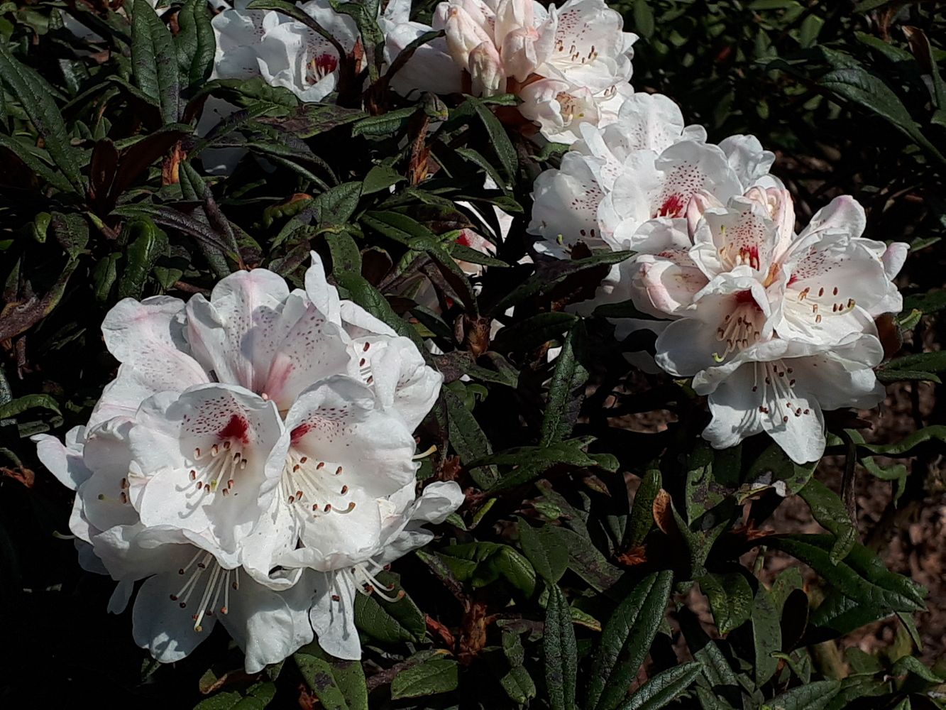 PPD1 Rhododendron alutaceum var. Russotinctum - Tibet white rhododendron 2