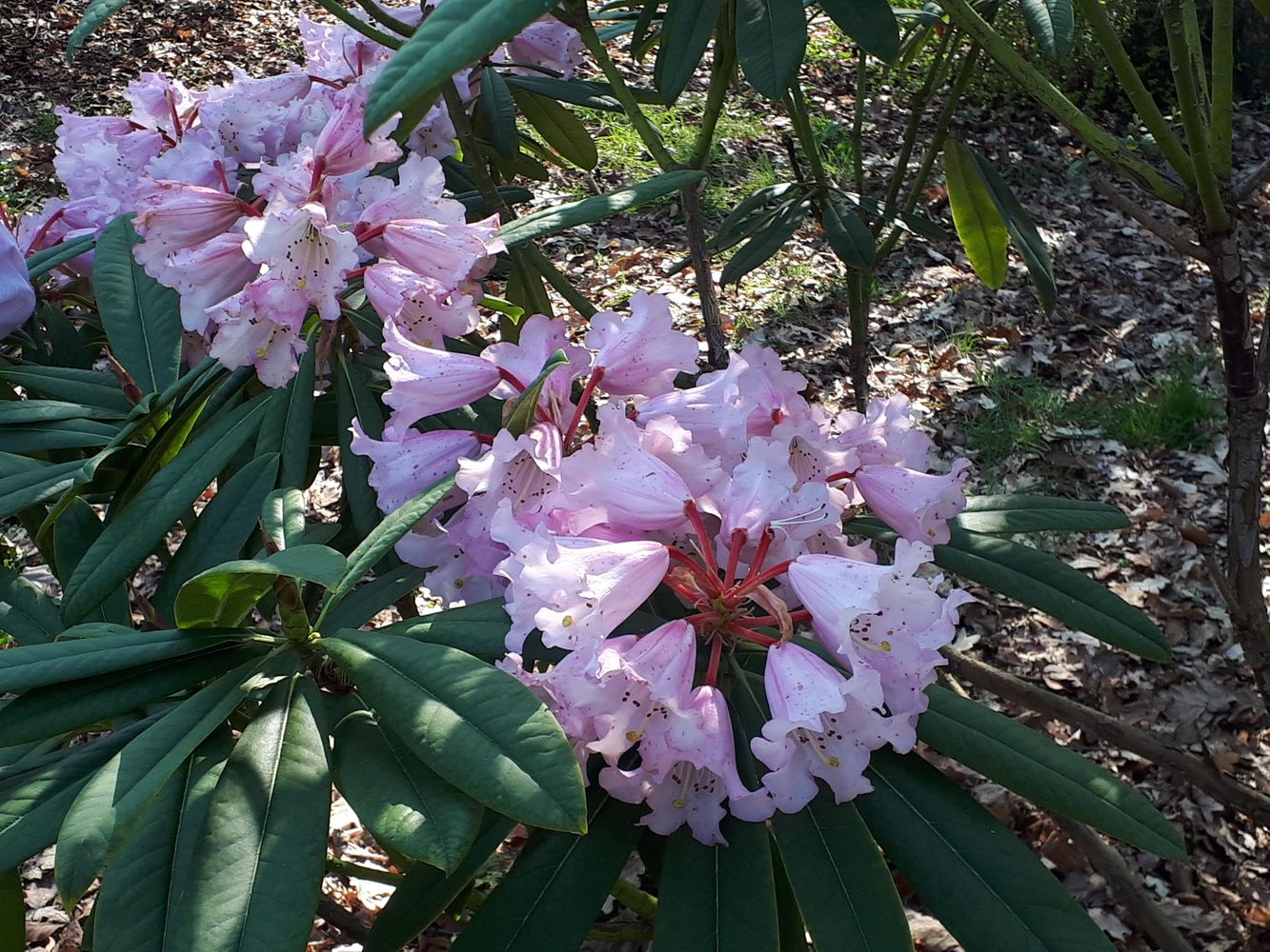 Detail image, , Wageningen, Netherlands, 2019-03-29, Rhododendron gingonshanicum - Gingonshanicum rhododendron