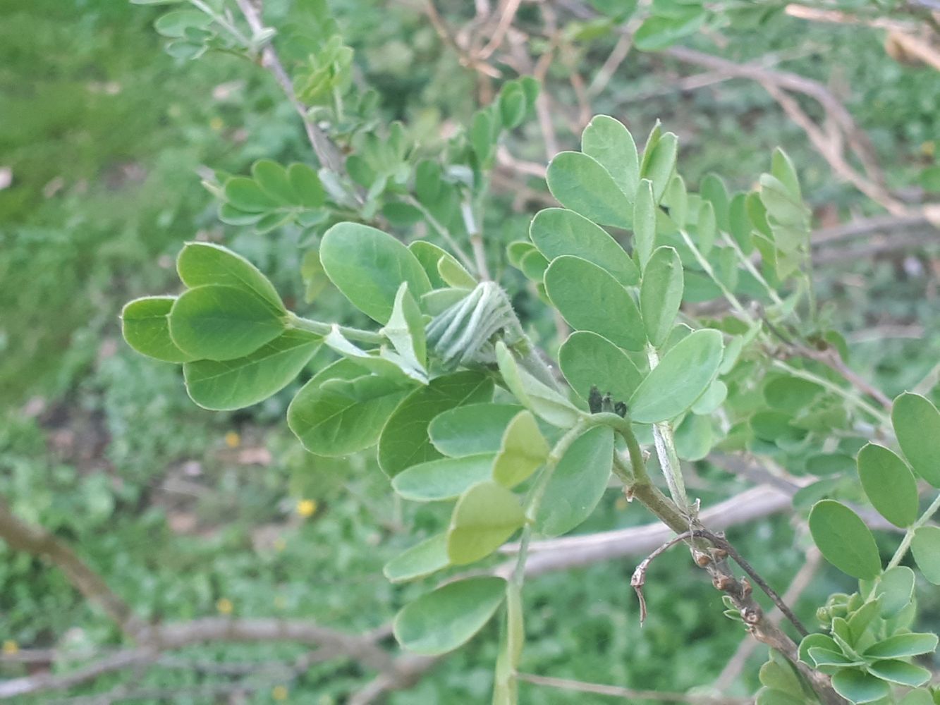 Detail image, , Sneek, Netherlands, 2019-04-06, Colutea arborescens - Bladder-senna