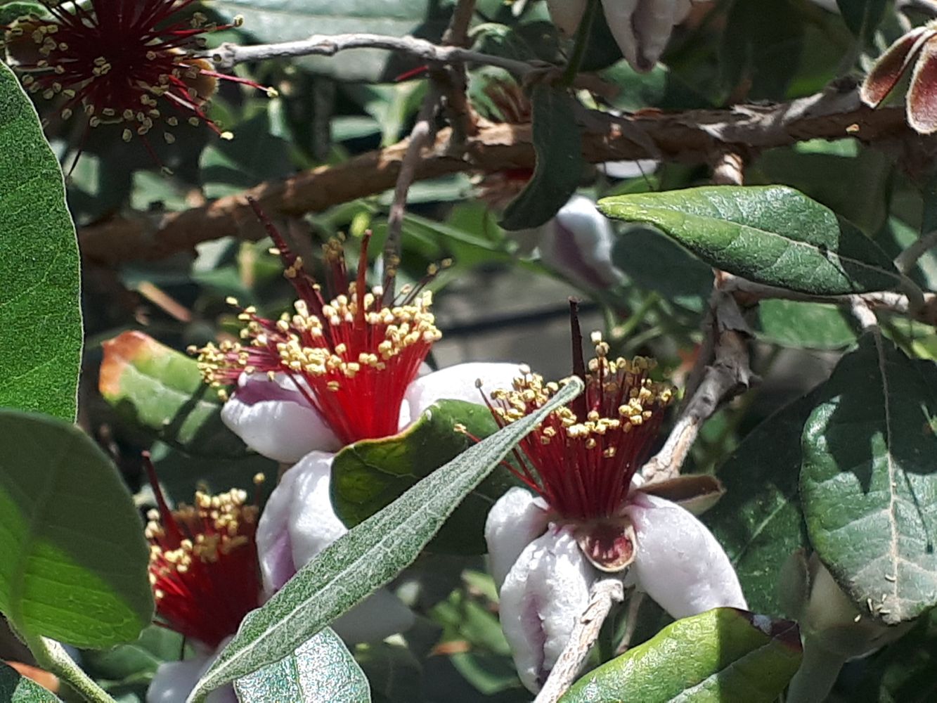 Detail image, , Rishon LeTsiyon, Israel, 2019-05-09, Feijoa sellowiana - Brazilian guyava