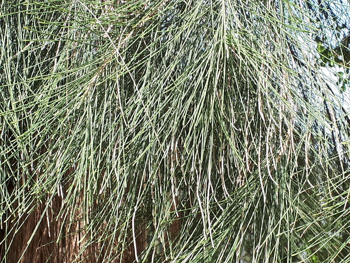 Detail image, , Tel Aviv-Yafo, Israel, 2019-05-24, Casuarina cunninghamiana - River she-oak