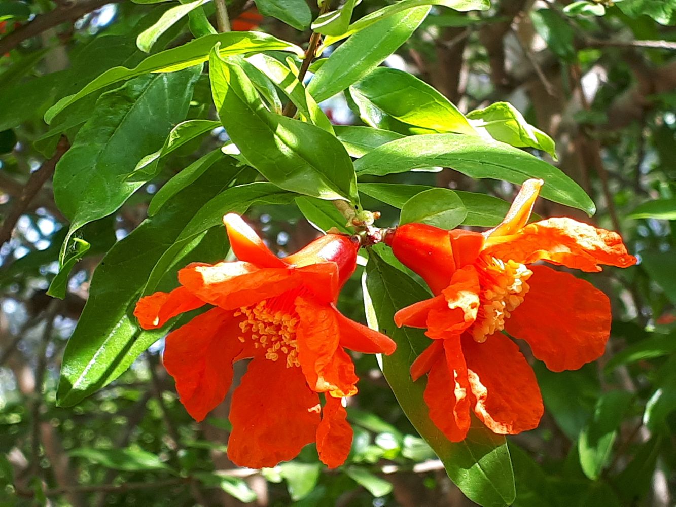 Detail image, , Tel Aviv-Yafo, Israel, 2019-05-24, Punica granatum - Pomegranate
