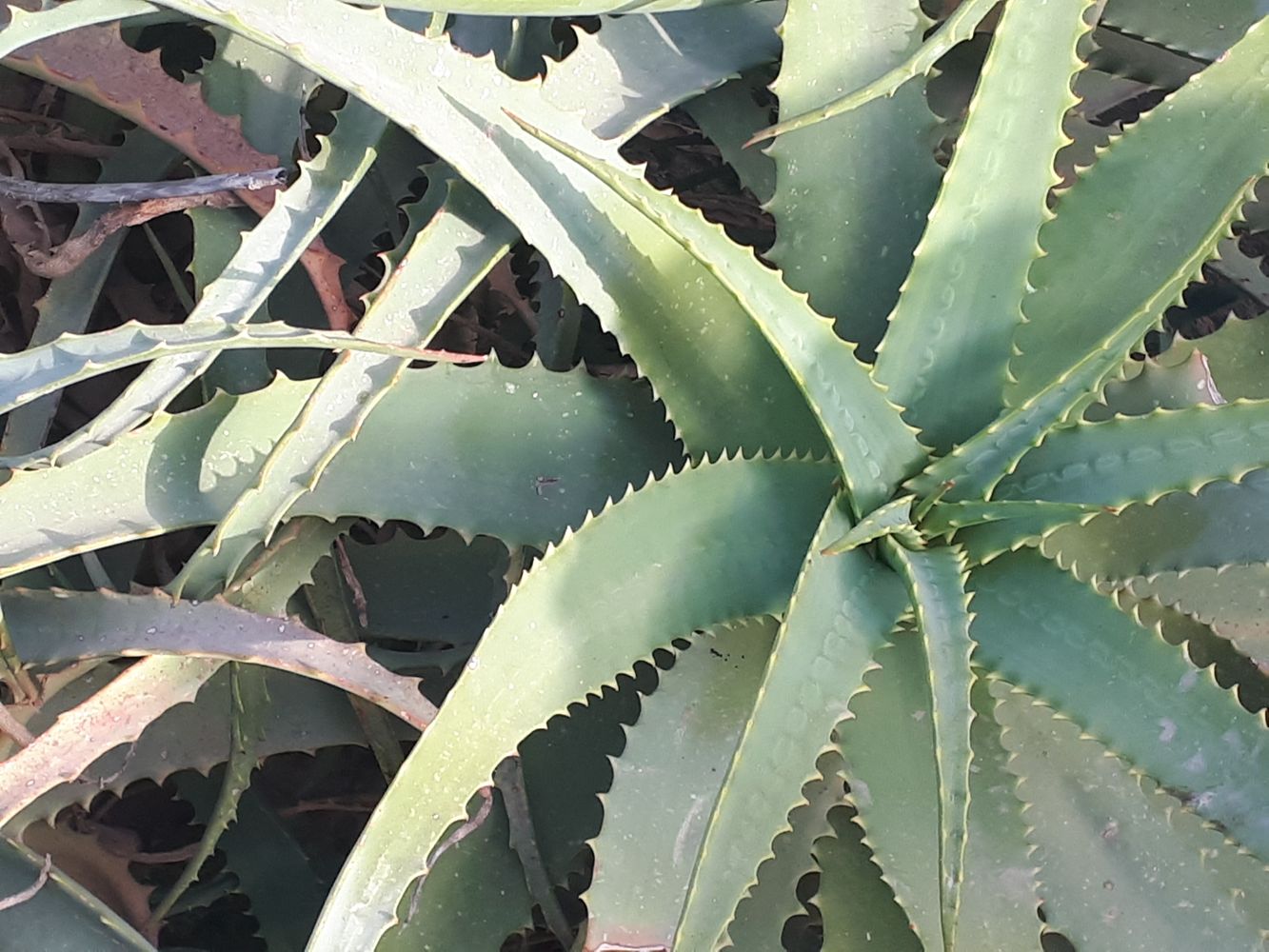 Detail image, , Holon, Israel, 2019-06-02, Aloe vera - Aloe vera