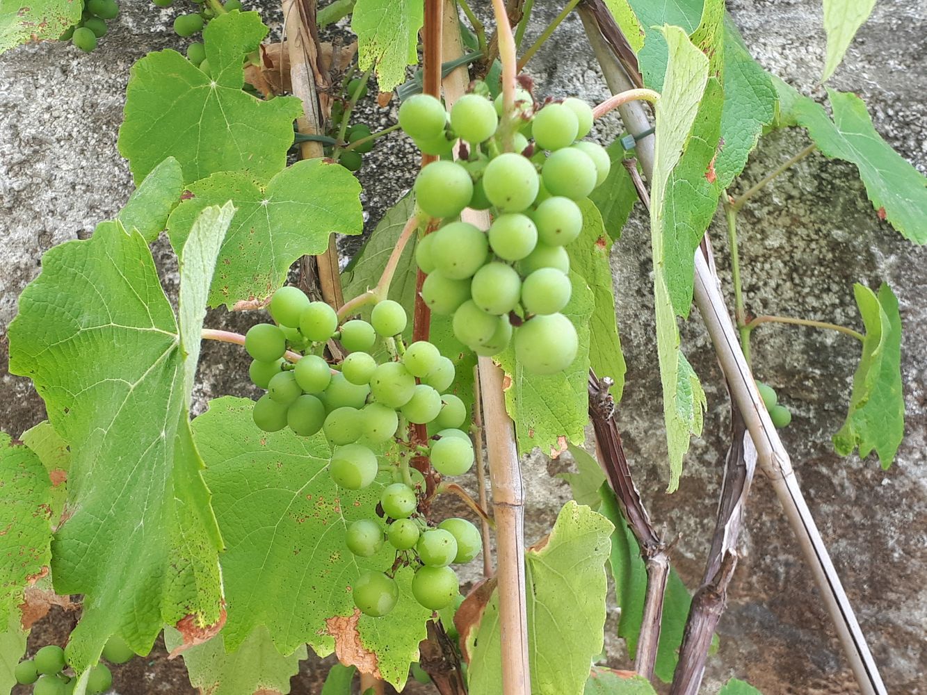 Detail image, , Holon, Israel, 2019-06-03, Vitis vinifera - Common Grape
