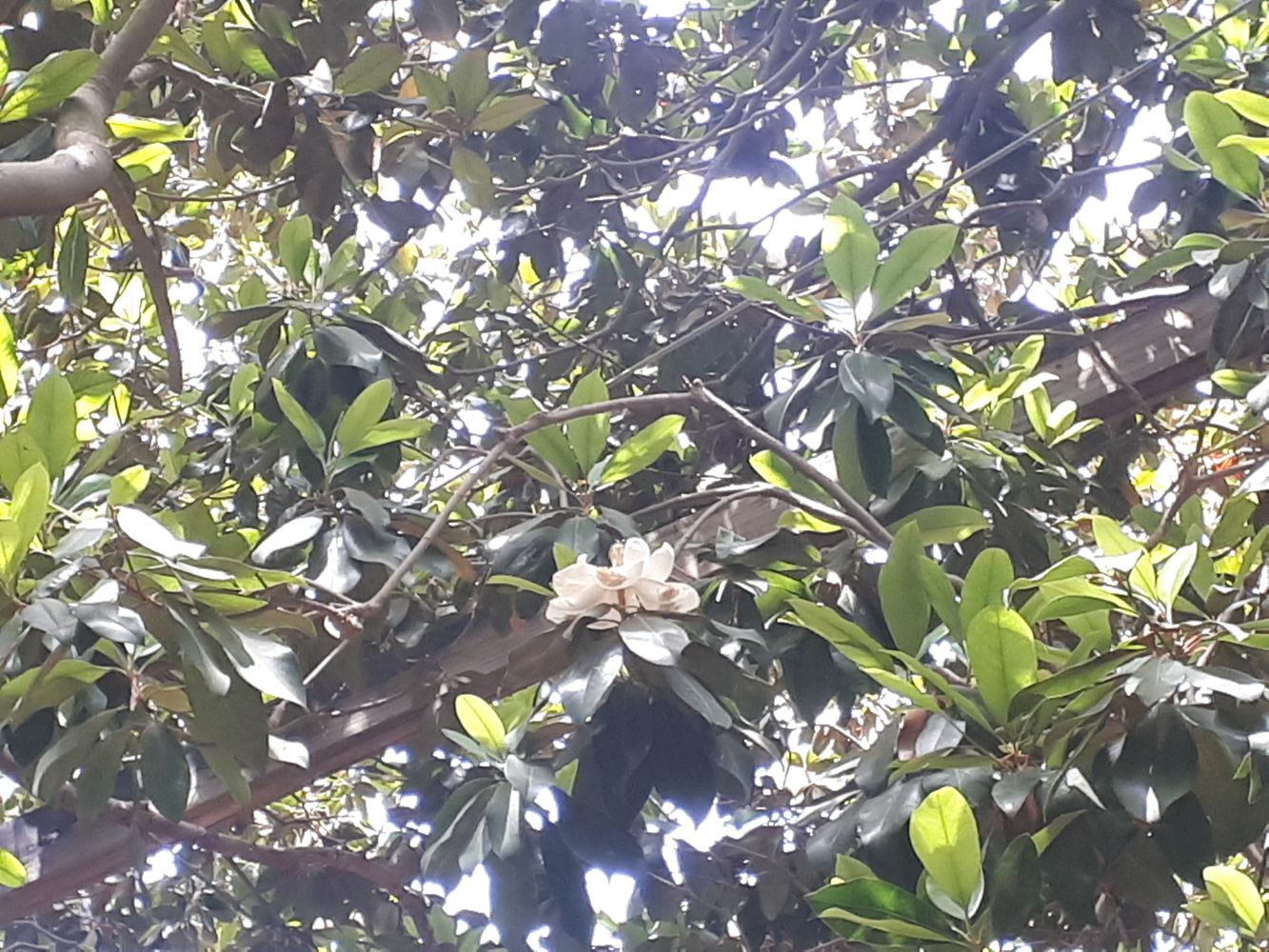 Detail image, , Tel Aviv-Yafo, Israel, 2019-06-04, Magnolia grandiflora - Southern magnolia