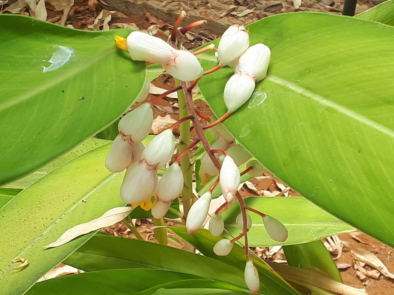 Detail image, , Tel Aviv-Yafo, Israel, 2019-06-04, Alpinia speciosa - Dora