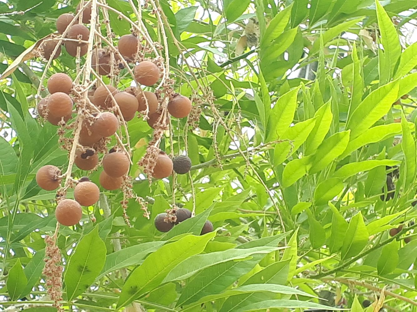 Detail image, , Tel Aviv-Yafo, Israel, 2019-06-04, Sapindus saponaria - Soapberry