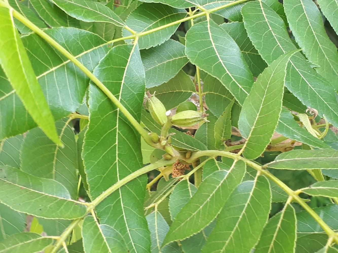 Detail image, , Tel Aviv-Yafo, Israel, 2019-06-04, Carya illinoinensis - Pecan